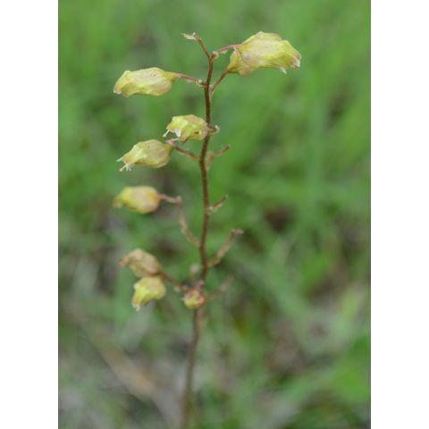 Heuchera richardsonii