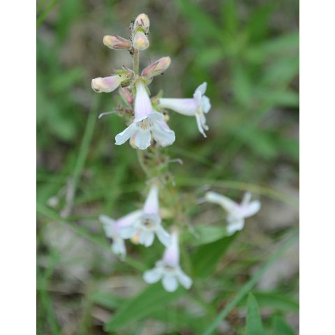 Penstemon albidus