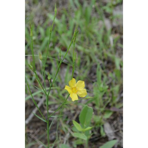 Linum rigidum