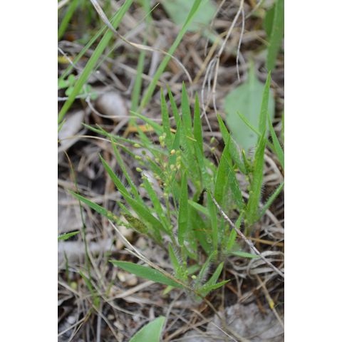 Dichanthelium leibergii