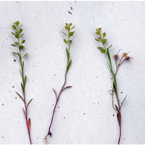 Lepidium densiflorum