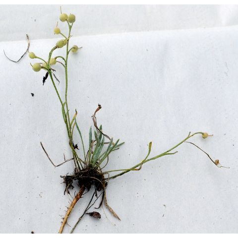 Lesquerella ludoviciana