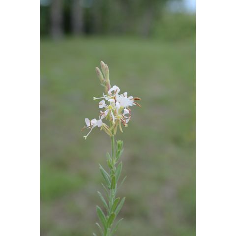 Gaura coccinea