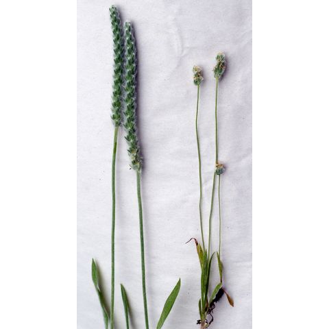 Plantago patagonica