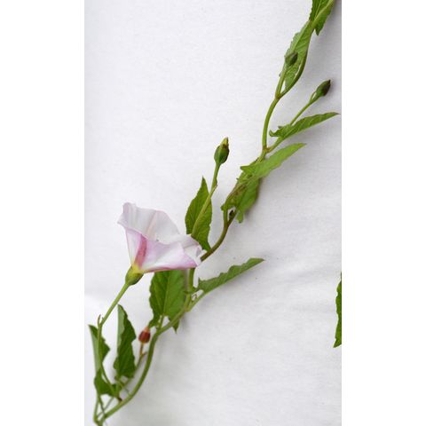 Convolvulus arvensis