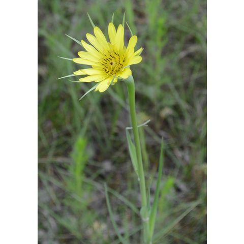 Tragopogon dubius