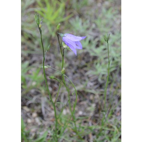 Campanula rotundifolia
