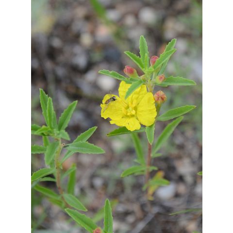 Calylophus serrulatus