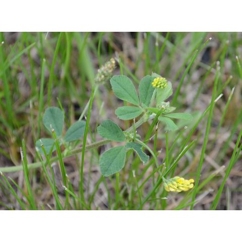 Medicago lupulina