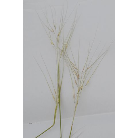 Hesperostipa comata