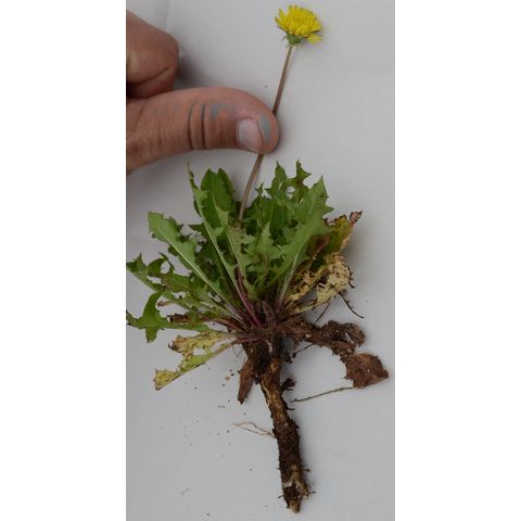 Taraxacum officinale