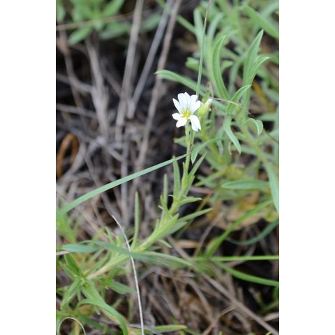 Cerastium arvense