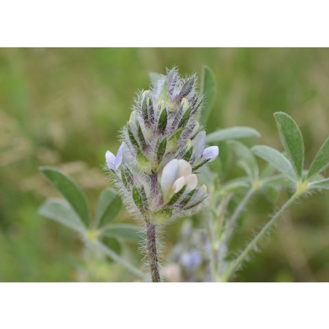 Pediomelum esculentum