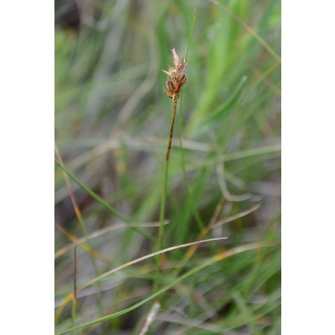 Carex duriuscula