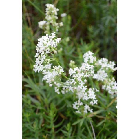 Galium boreale