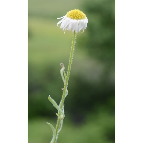 Erigeron pumilus