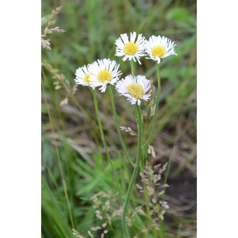 Erigeron glabellus