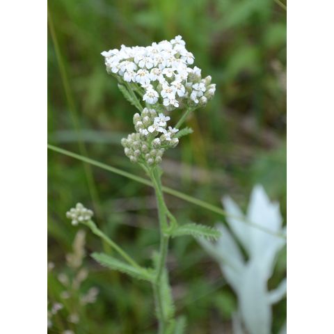 Achillea millefolium