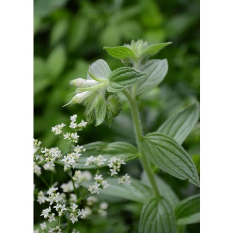 Onosmodium bejariense