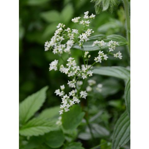 Galium boreale