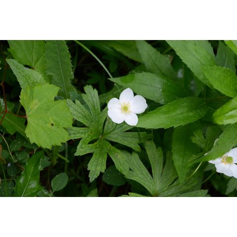 Anemone canadensis