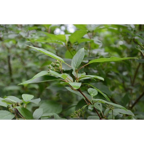 Cornus sericea