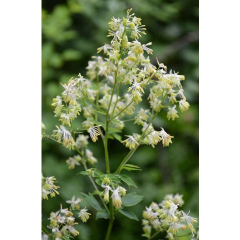 Thalictrum dasycarpum