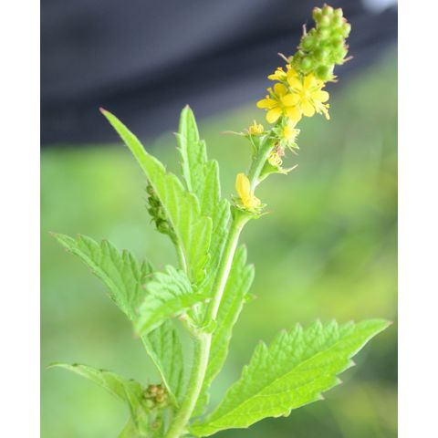 Agrimonia striata