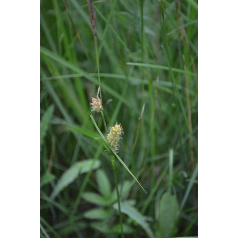 Carex pellita