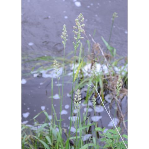 Phalaris arundinacea