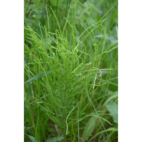 Equisetum arvense
