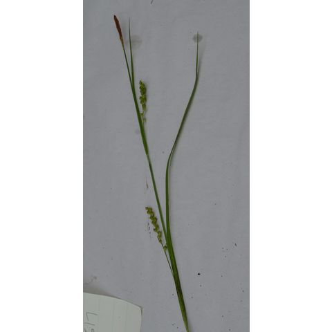 Carex granularis