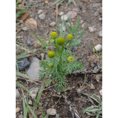 Matricaria discoidea