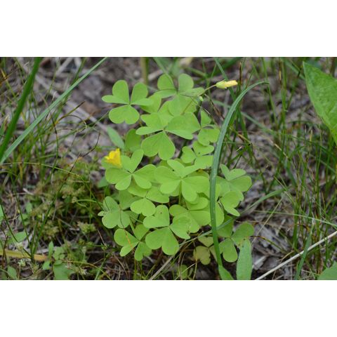 Oxalis stricta