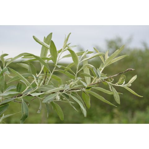 Elaeagnus angustifolia