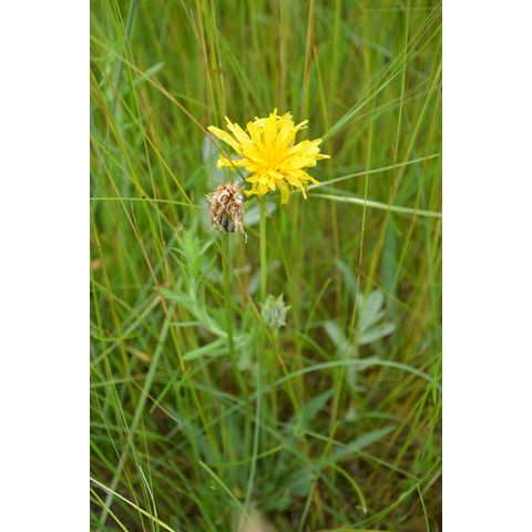 Agoseris glauca