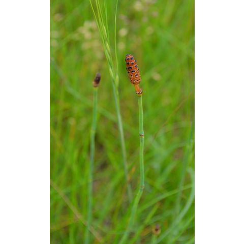 Equisetum laevigatum