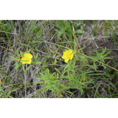 Calylophus serrulatus