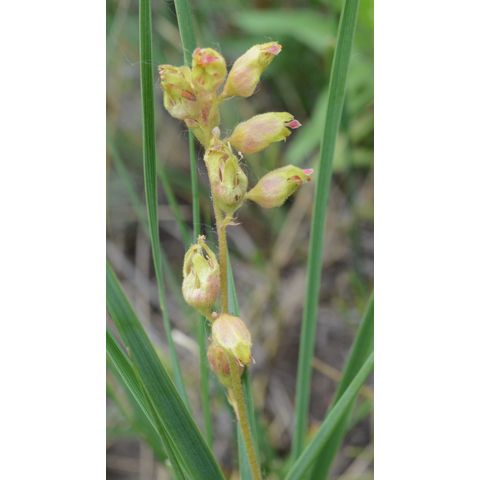 Heuchera richardsonii