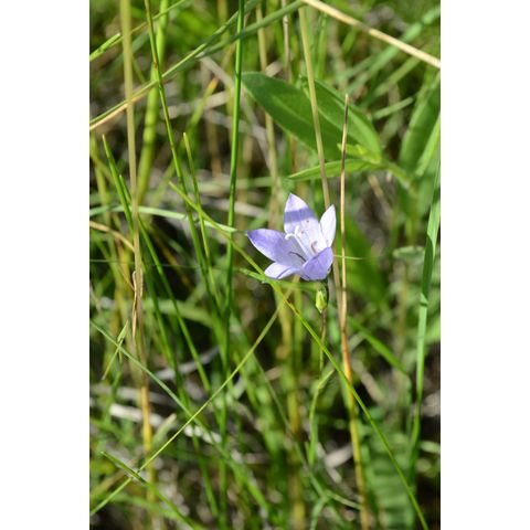 Campanula rotundifolia