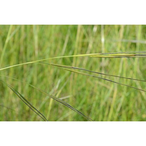 Hesperostipa curtiseta