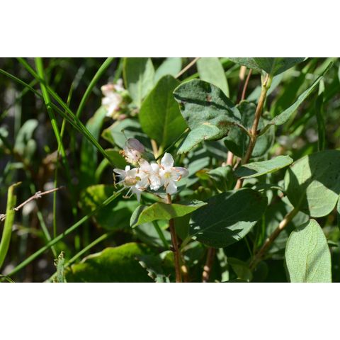 Symphoricarpos occidentalis