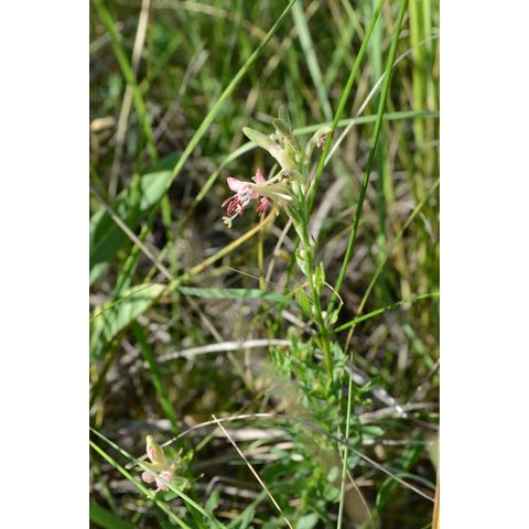 Gaura coccinea