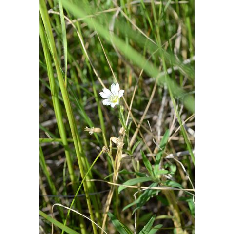 Cerastium arvense