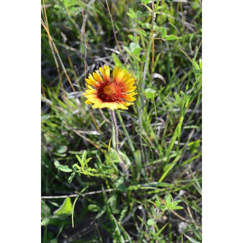 Gaillardia aristata