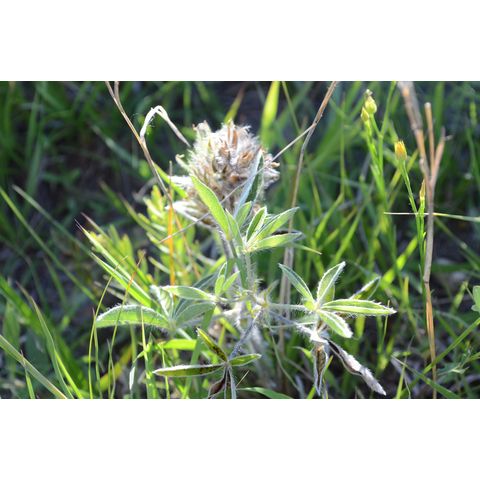 Pediomelum esculentum