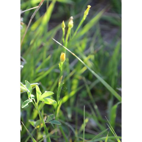 Linum rigidum