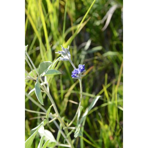 Pediomelum argophyllum