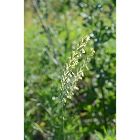Elymus repens