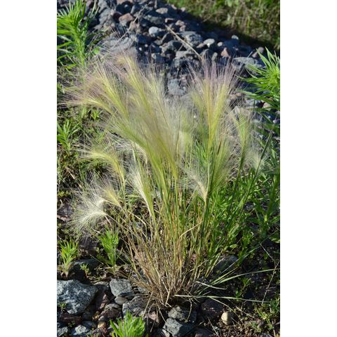 Hordeum jubatum